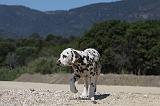 DALMATIEN 257